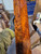 gold camphor burl peppermill blank turning spindle  H
