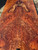 Lace redwood  burl  XW XL  3.10.26.004