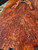 Lace redwood  burl  XW XL  3.10.26.004