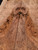 Lace redwood  burl  XW XL  3.10.26.004