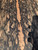 Mun ebony bookmatch Z  3.10.26.002