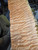 Quilted maple carvetop Bookmatch 3.17.26 1