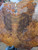 Xw Mystery walnut like burl bookmatch 4