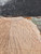 Yellow box burl A 4.7.26