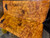 Gold Camphor burl bookmatch 7.10.26.003
