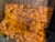 Gold Camphor burl bookmatch 7.10.26.006