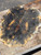 Buckeye burl Bookmatch  8.16.26.001
