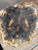 Buckeye burl Bookmatch  8.16.26.001