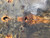 Buckeye burl Bookmatch  8.16.26.001