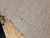 Quilted maple bookmatch  top 910.5.26.4 XL