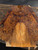 XL cocobolo spalted curly crotch bookmatch 9.25.26.001