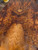 XL cocobolo spalted curly crotch bookmatch 9.25.26.002