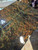 Green Dyed and stabilized redwood burl bookmatch A 11.18.2022
