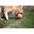 Large Dog Training Bumper Large Dog Training Bumper