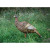 Hard Body Upright Hen Turkey Hard Body Upright Hen Turkey