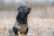 Bloodline Elite Dog Vest