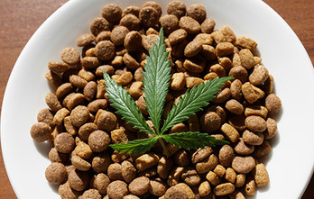 Customize the Theme Appearance in Real Time