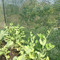 Shown here with Snap Peas climbing the fence around the perimeter of this raised garden bed.