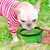 Portable Pet Food Bowl  Durable TPR Bowl  Cat and Dog Food Pet Silicone Collapsible Bowl Portable Travel Outdoor Water Food Bowl Portable Pet Food Bowl  Durable TPR Bowl  Cat and Dog Food Pet Silicone Collapsible Bowl Portable Travel Outdoor Water Food Bowl