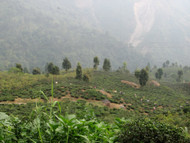 First Report from India: Darjeeling and the Makaibari Tea Estate