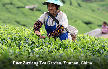 Organic Tea from Yunnan Province, China