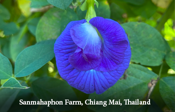 YUVA SOUL Butterfly Pea Flower//Blue Pea Flower Tea//Whole Leaf