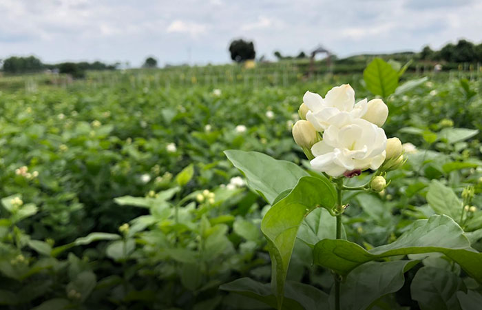 Jasmine Flower in Guizhou Province, China