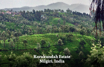 korakundah-estate-nilgiri-india.jpg