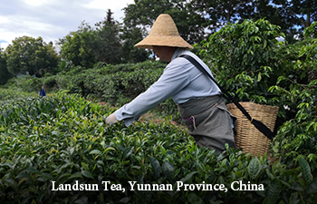 landsun-tea-farmer