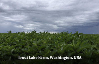 Trout Lake Farm, Washington, USA