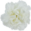 41nSpSTS3ML._SL500_.jpg