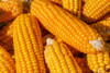 51U0dHbcnQL._SL500_.jpg