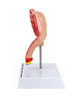 214uhIV07ML._SL500_.jpg