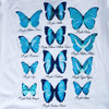 Butterfly Collection