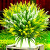 Yellow-white
