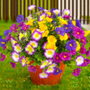 Purplefuchsiayellow