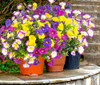 Purplefuchsiayellow