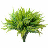 Green Fern