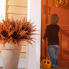 Fall Boston Fern