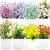 8 Pack Colorful Flower Plant With Pot