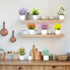 8 Pack Colorful Flower Plant With Pot