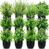 12 Pack Flower Plant With Black Pot
