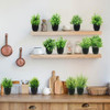 12 Pack Flower Plant With Black Pot