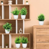 12 Pack Flower Plant With White Pot