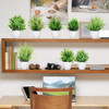 12 Pack Flower Plant With White Pot