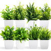 8 Pack Green Plant With White Pot