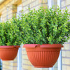 Green-eucalyptus