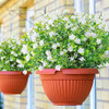 White-eucalyptus