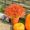 Fall Orange-eucalyptus