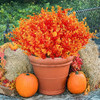 Orange-eucalyptus
